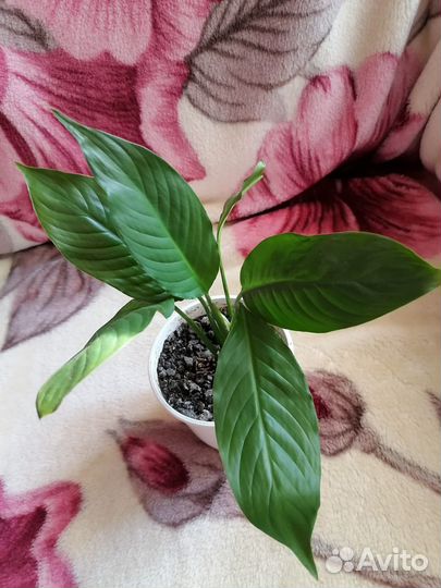 Спатифиллум