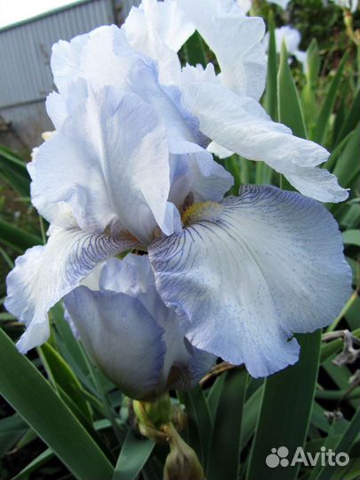 Ирисы Сортовые Бородатые