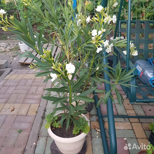 Олеандр белый