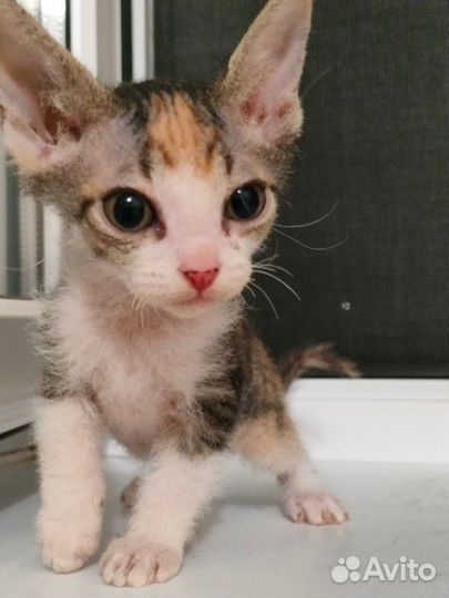 Котята в добрые руки 2 месяца