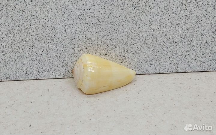 Конус 5,6 морская ракушка раковина