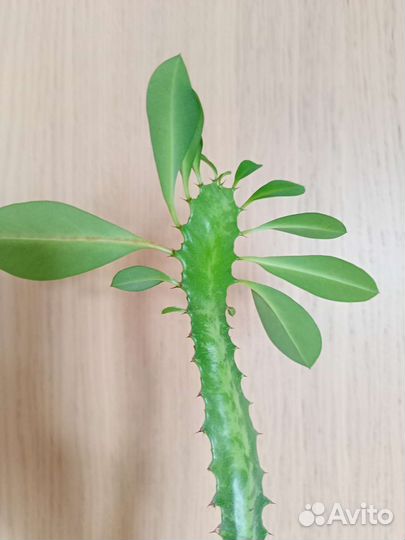 Молочай трёхгранный (эуфорбия тригона)