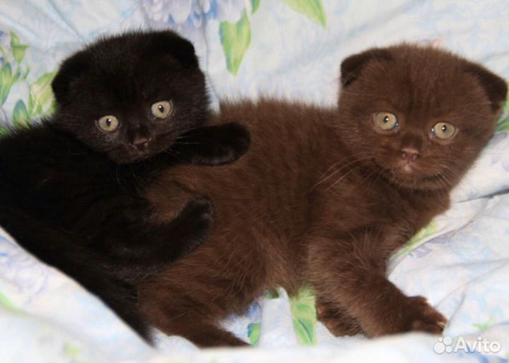 Чёрные и шоколадные вислоухие шотландские котятки