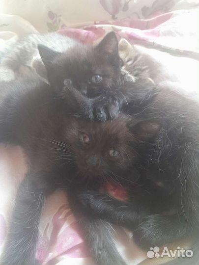 Котята вислоухой кошечки