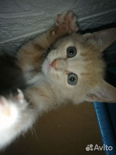 Котята в дар