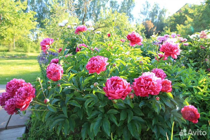 Корни, деленки пиона 