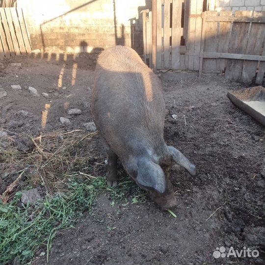 Свиноматка