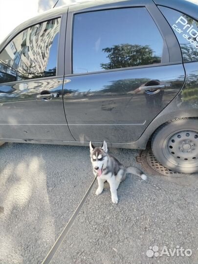 Щенки сибирской хаски