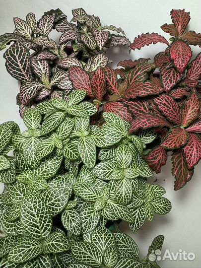 Комнатные растения Алоказия Frydek