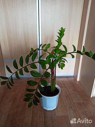 Замиокулькас