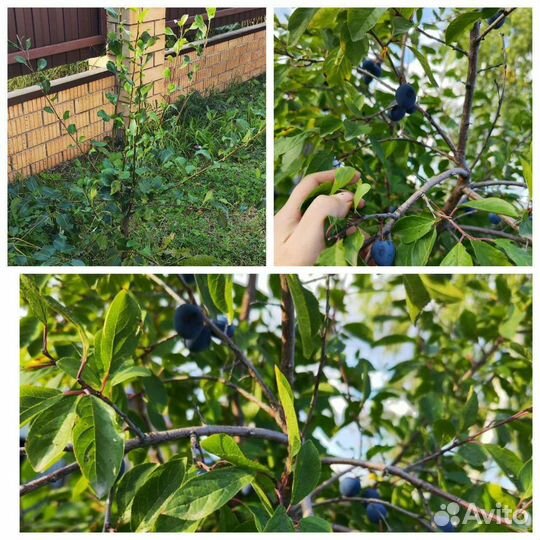 Слива, Бадан, Туя, Хоста