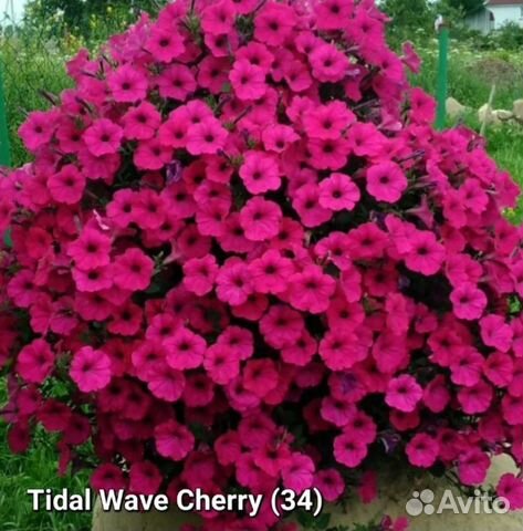 Петуния черенки,Тайдал,тумбелина, каскадиас купить в Санкт-Петербурге ...