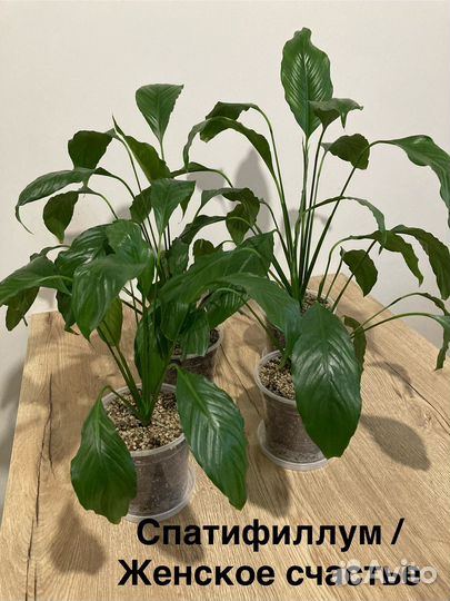 Спатифиллум