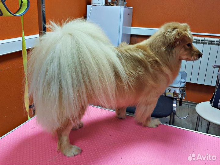 Грумер / Груминг