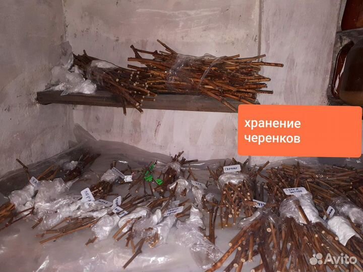 Черенки винограда