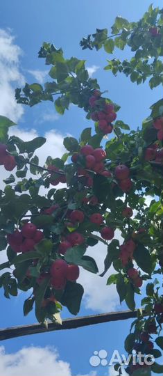 Яблоки домашние