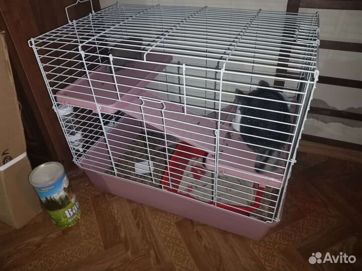 Серебристая шиншилла