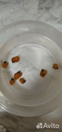 Улитки аквариумные ампулярии