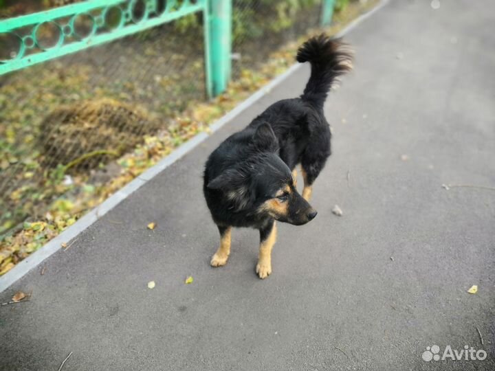 Собака в добрые руки