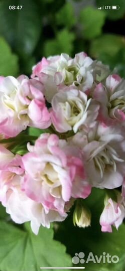 Пеларгония герань sutarves nada k