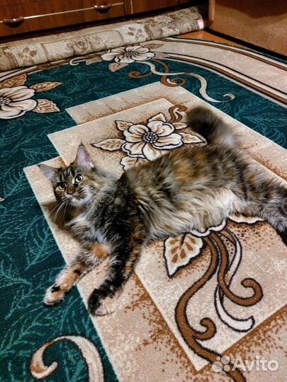 Отдаю кошку