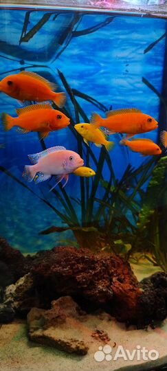 Продам мальков малавийских цихлид