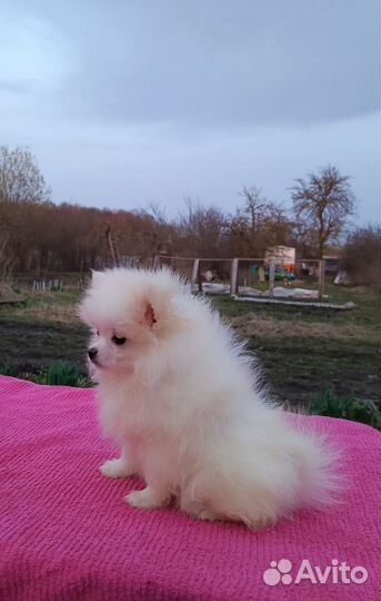 Белая девочка подросток