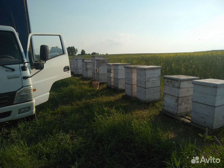 Пчелопакеты карника