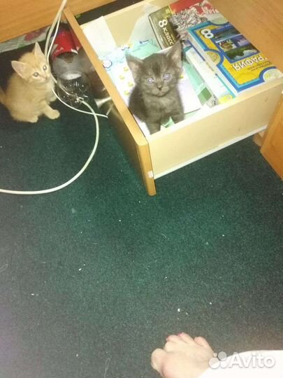 Отдам в добрые руки