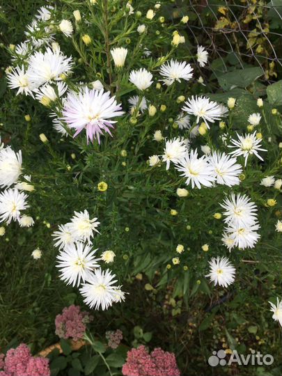 Астры многолетние сентябринки