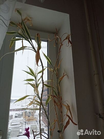 Два цветка за сто с горшком