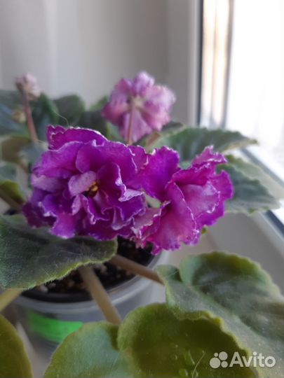 Цветущие фиалки