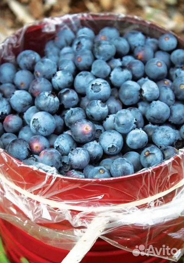 Саженцы голубики