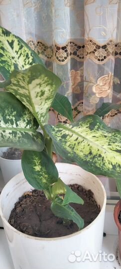 Диффенбахия. Бегония