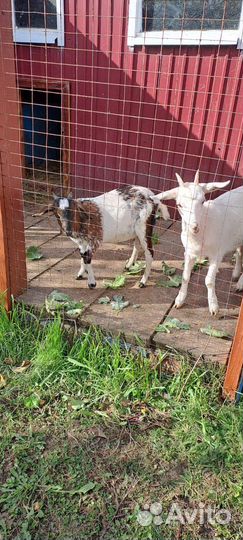 Продам породистых козлят(мальчик девочка)