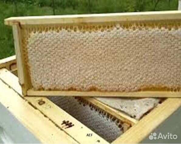 Мед 2024 года Алтайский оптом