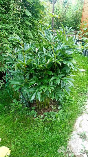 Пионы сортовые