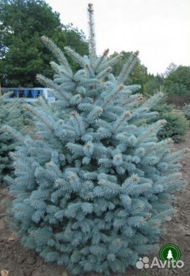 Ель голубая от питомника