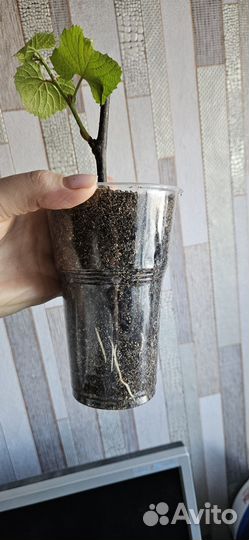 Саженцы винограда