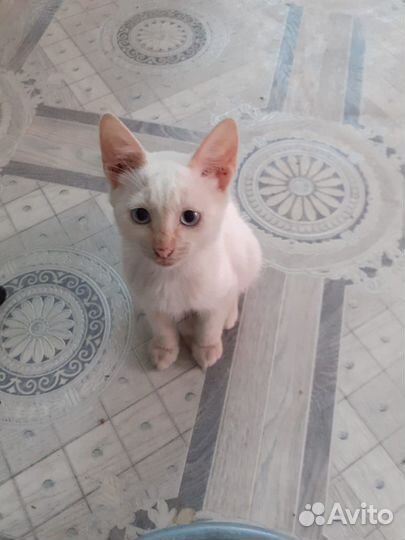 Кот