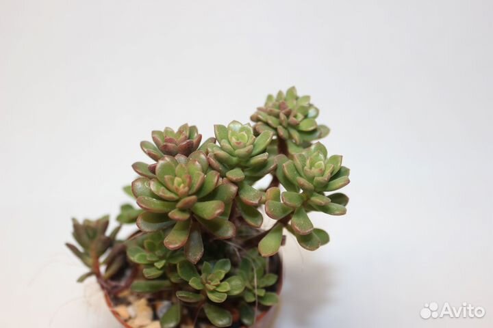 Суккуленты 2