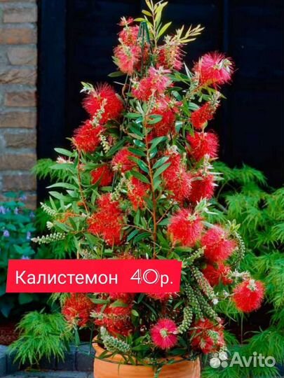 Черенки для проращивания Инжир Олива Камелия и др