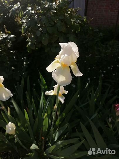 Садовые цветы многолетники