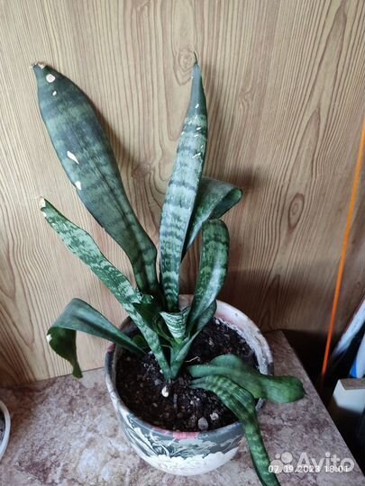 Сансевиерия