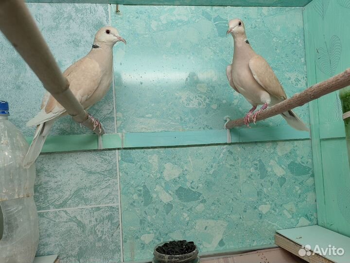 Три смеющихся горлицы редких окрасов