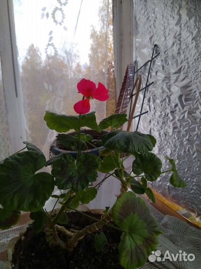 Пеларгония герань