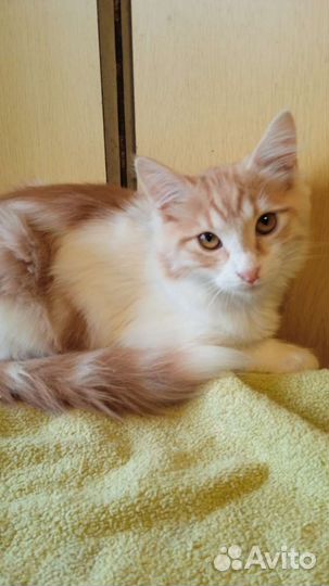 В добрые руки