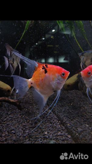 Аквариумные рыбки