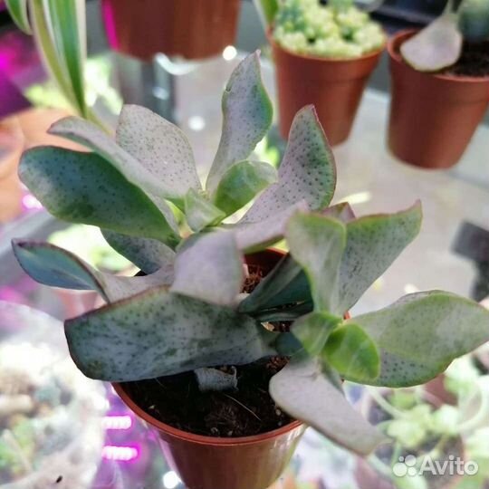 Суккуленты, доставка по городу и краю