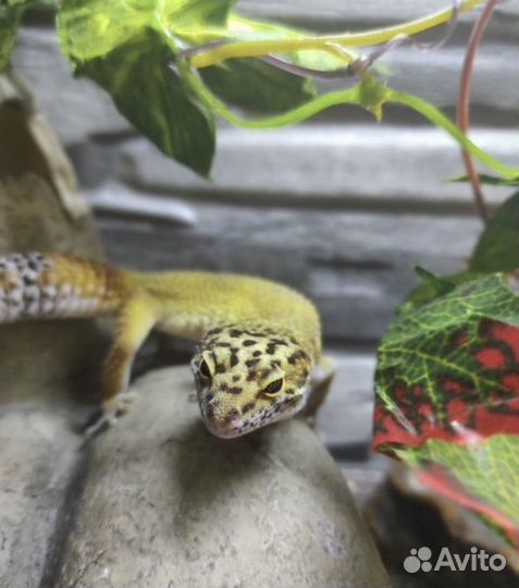 Эублефары с террариумами, кормом и тд